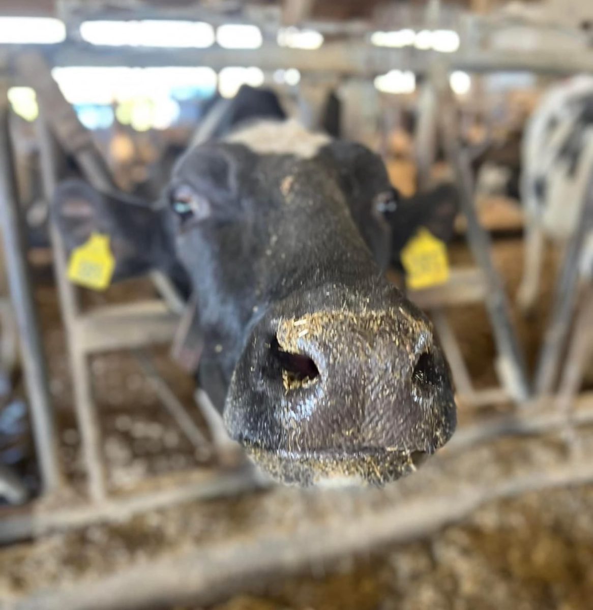 Curious dairy cow at Moo-ville Creamery, a large dairy farm in “Nashville, MI”. 

